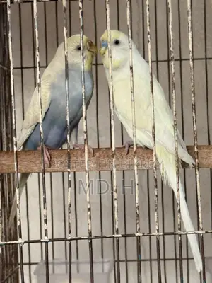 Jp Split Bazrigar Budgies Pair