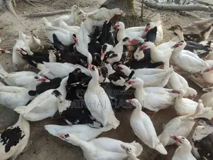 সাদা চিনাহাসি