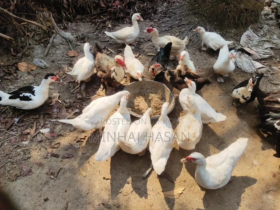সাদা চিনাহাসি