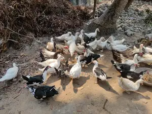 সাদা চিনাহাসি