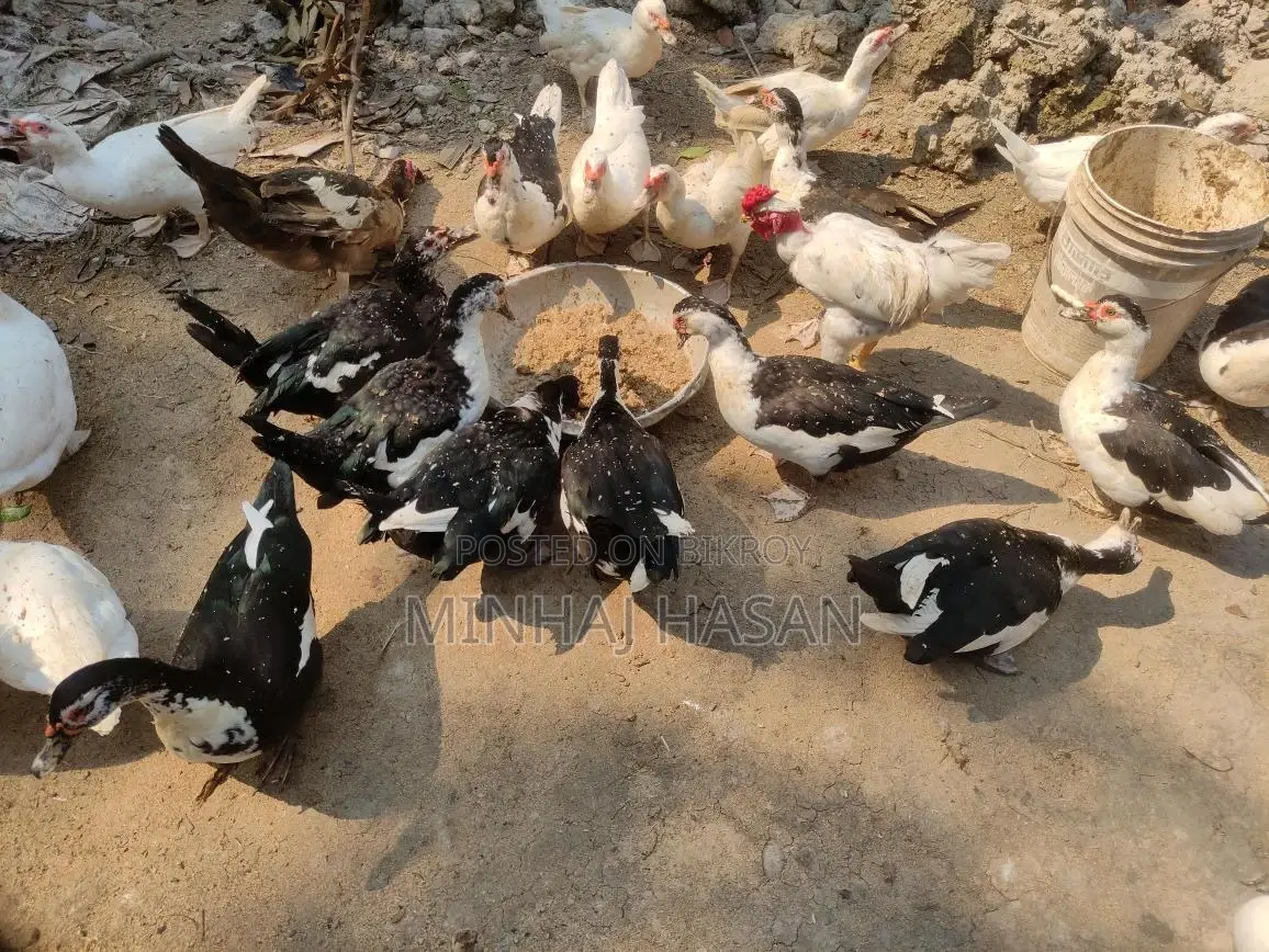 সাদা চিনাহাসি