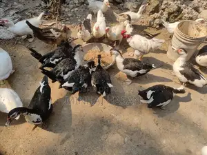 সাদা চিনাহাসি