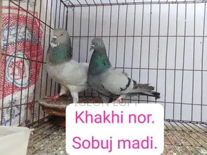 Running Pigeons for Sale