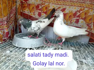 Running Pigeons for Sale