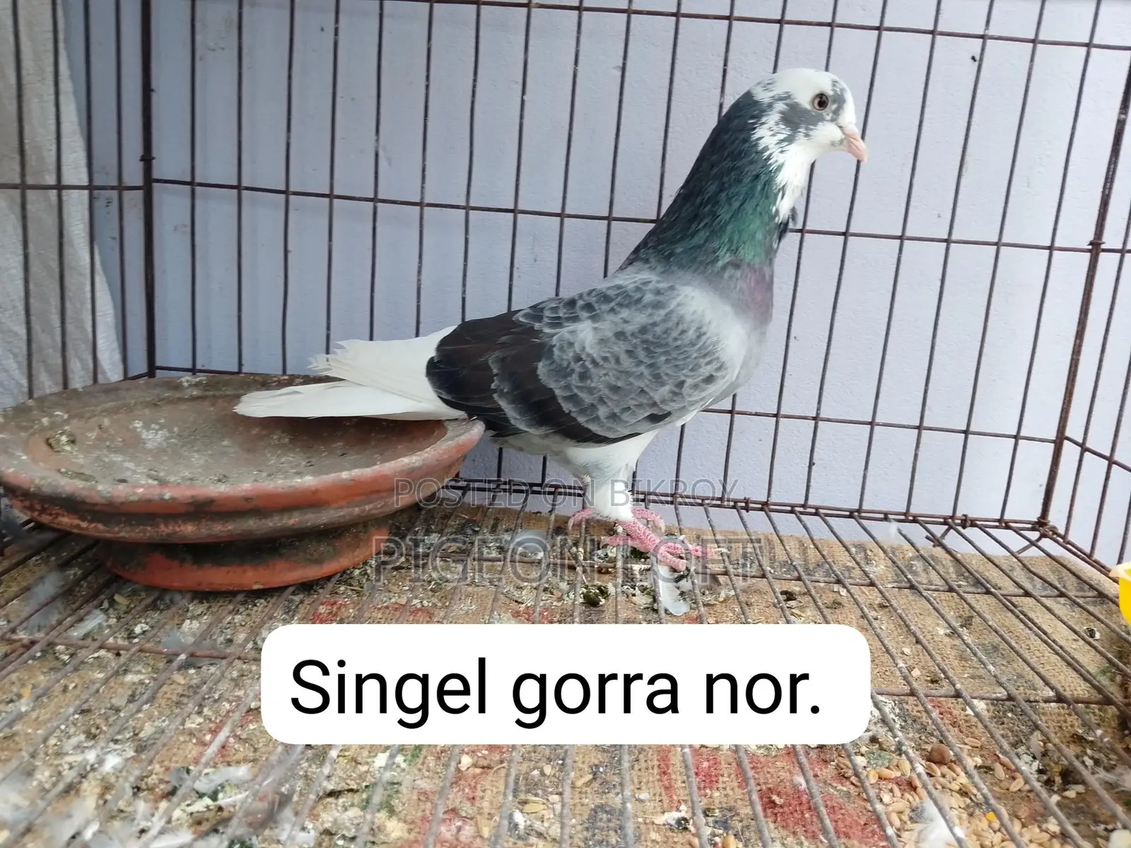 Running Pigeons for Sale