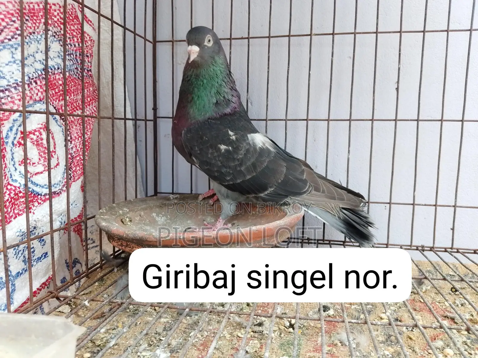 Running Pigeons for Sale