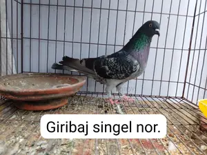 Running Pigeons for Sale