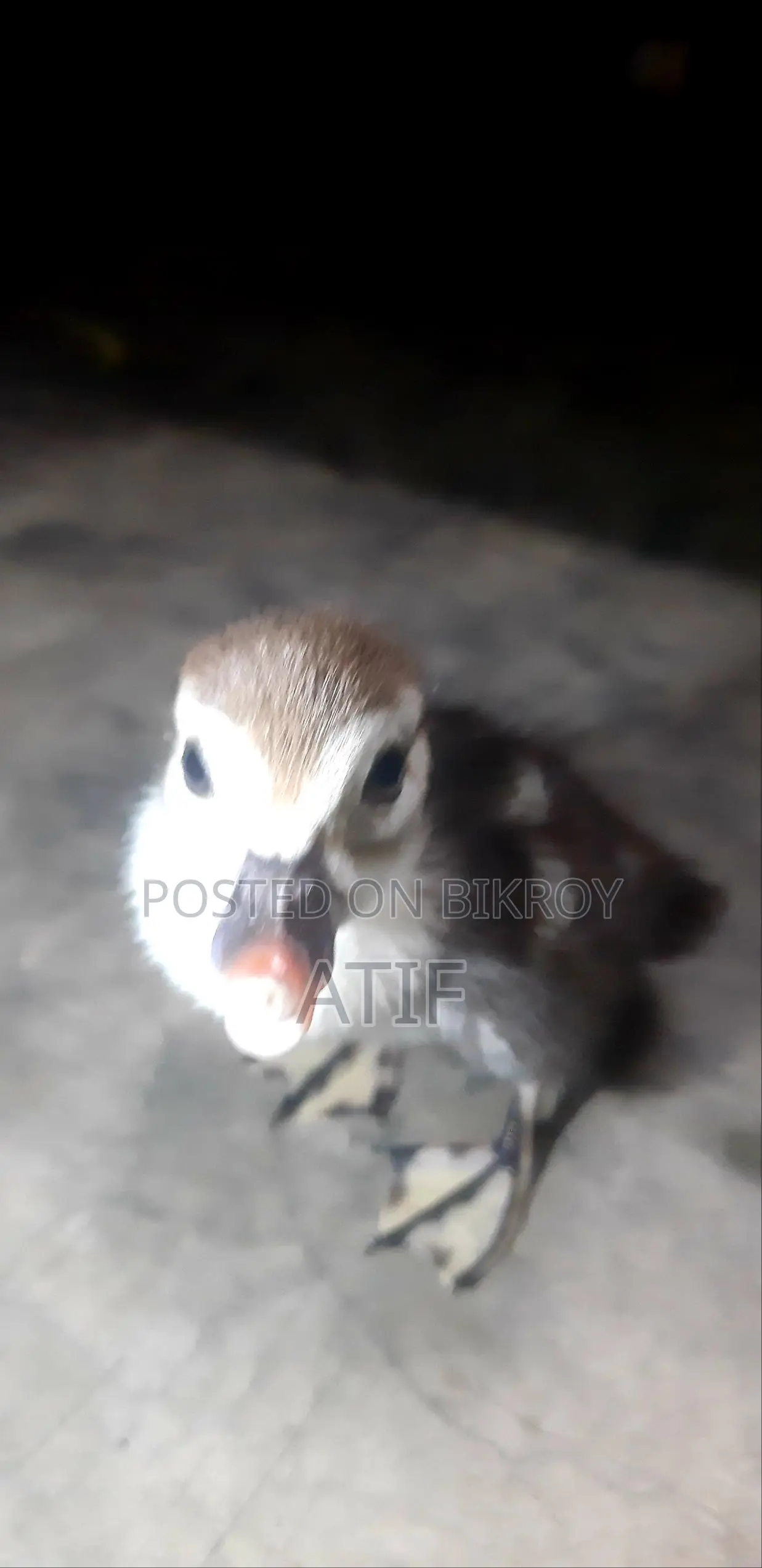 চিনা হাঁসের বাচ্চা