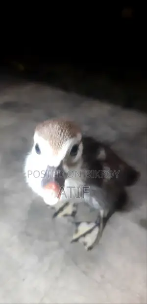 চিনা হাঁসের বাচ্চা