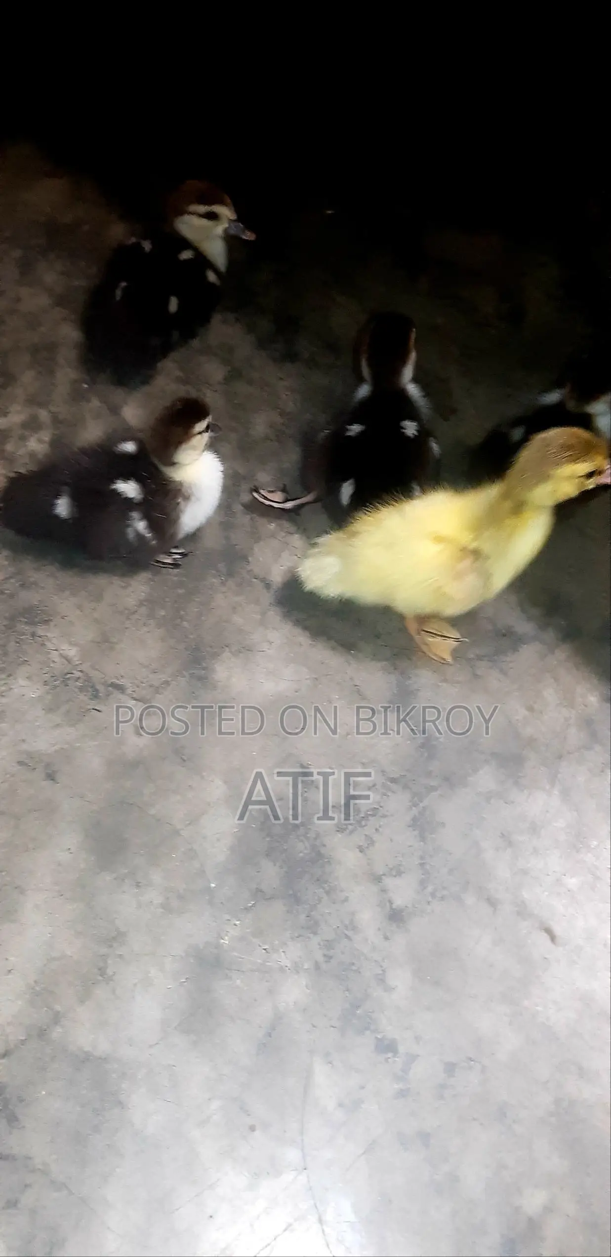 চিনা হাঁসের বাচ্চা