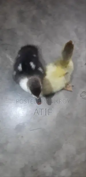 Chinese Ducklings