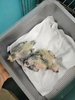 Cockatiel Baby