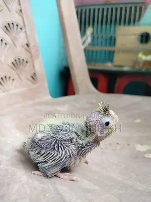 Cockatiel Baby