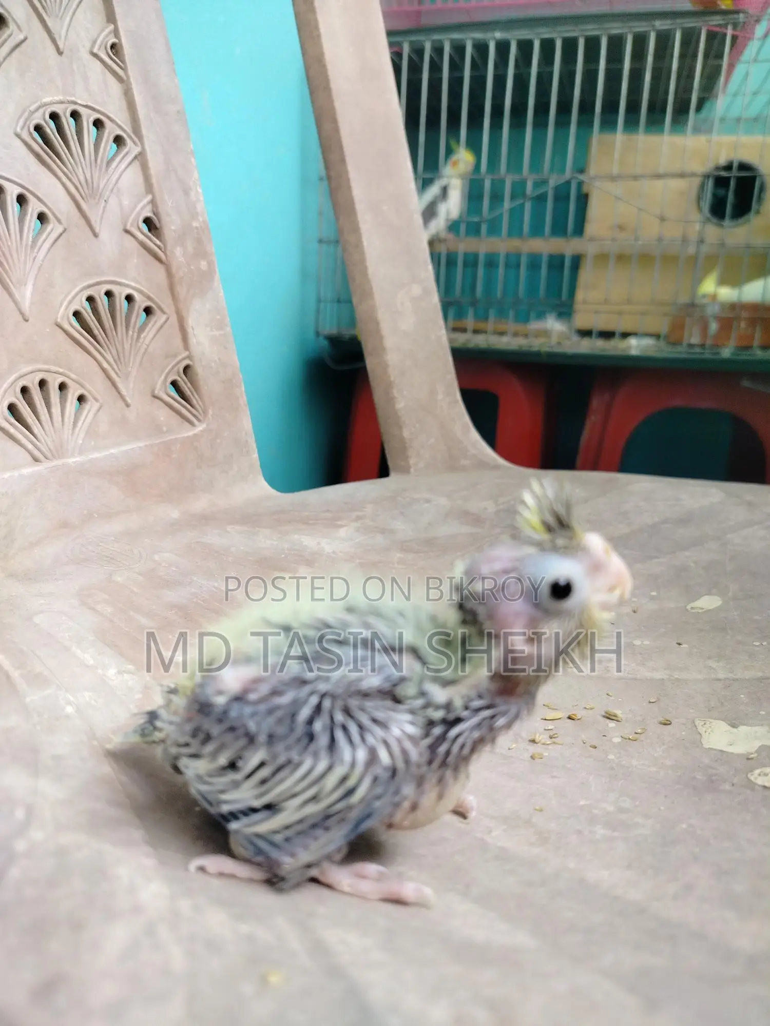 Cockatiel Baby