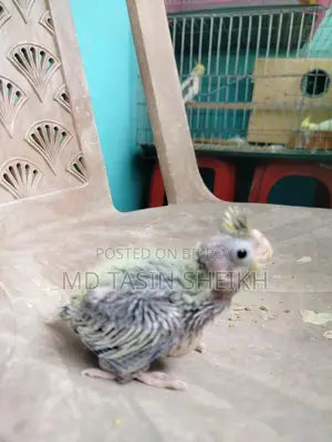 Cockatiel Baby