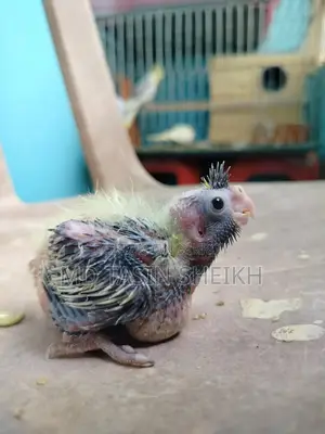 Cockatiel Baby