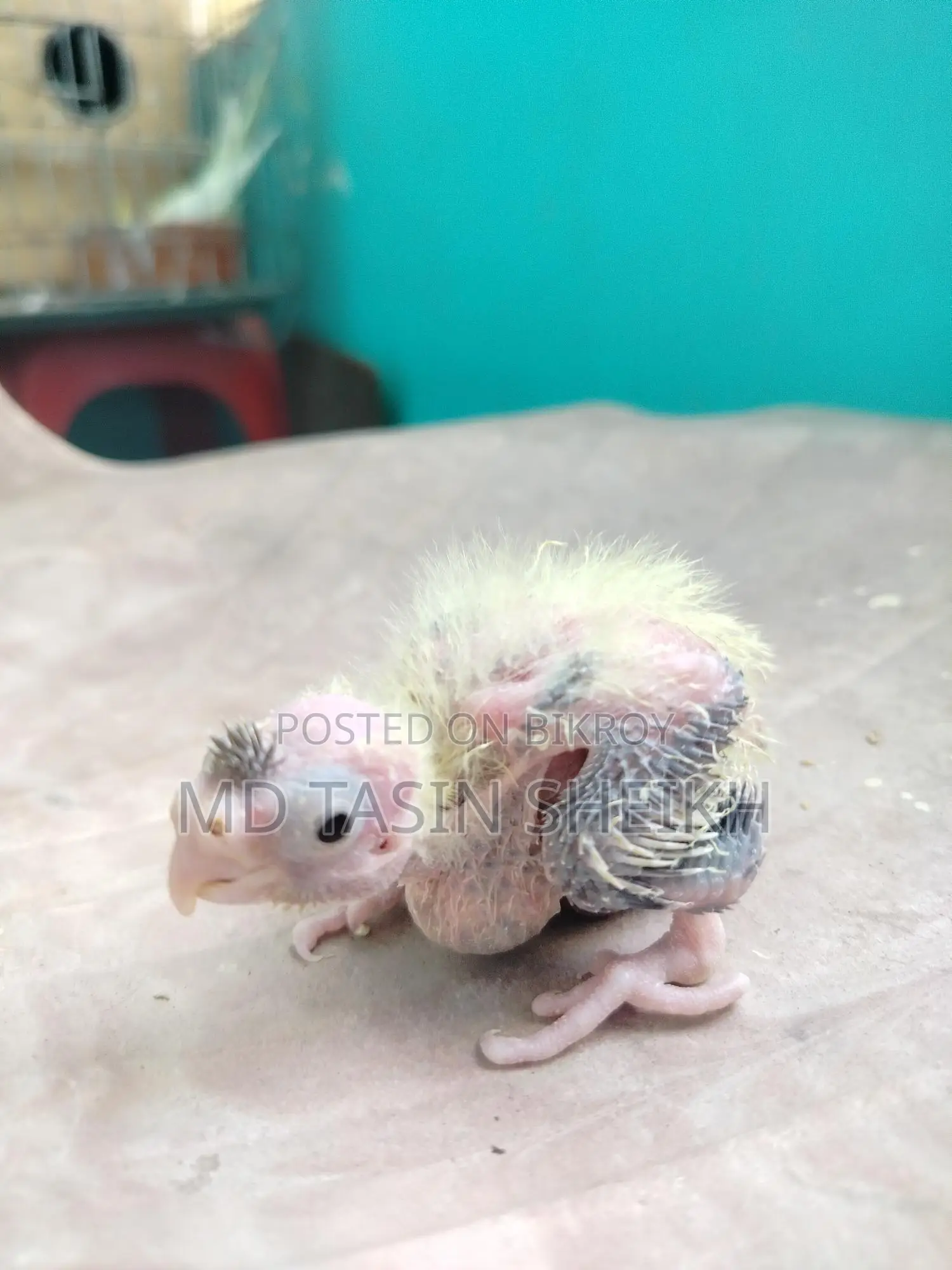 Cockatiel Baby