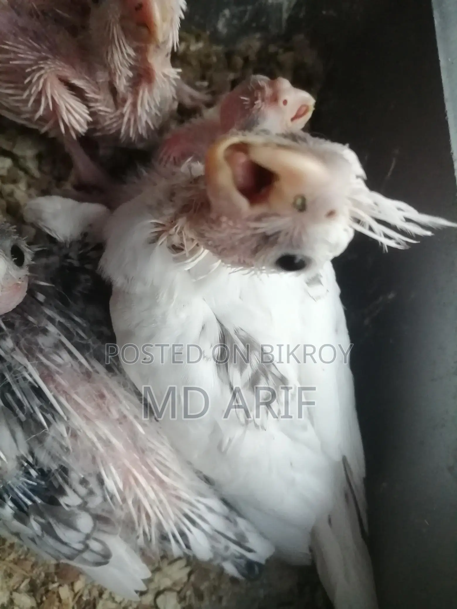 Albino Babies