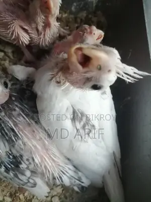 Albino Babies