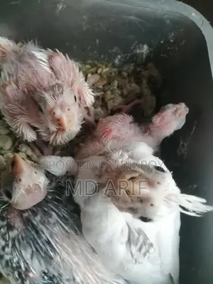 Albino Babies
