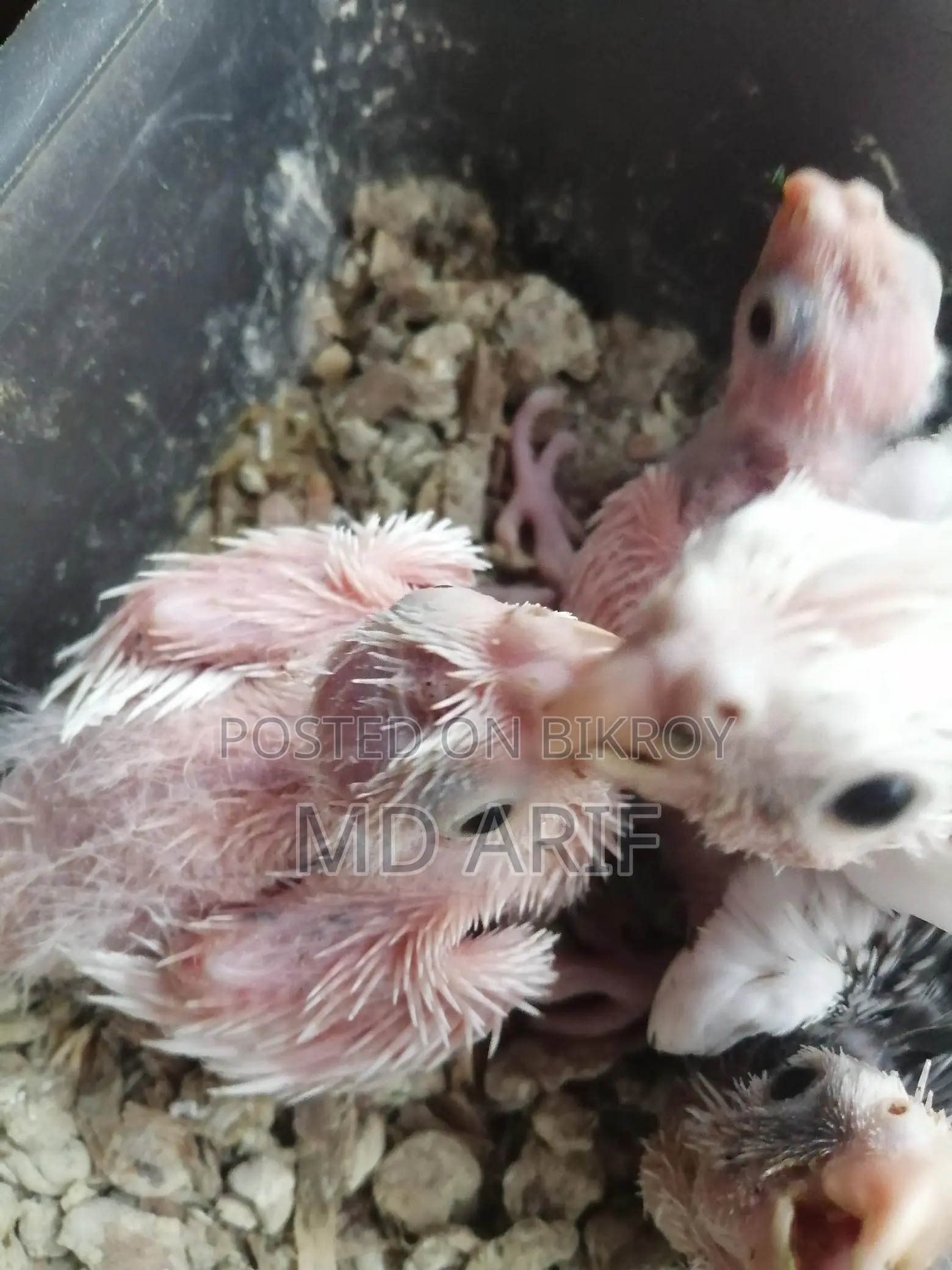 Albino Babies