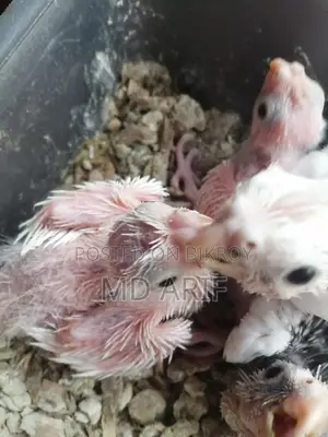 Albino Babies