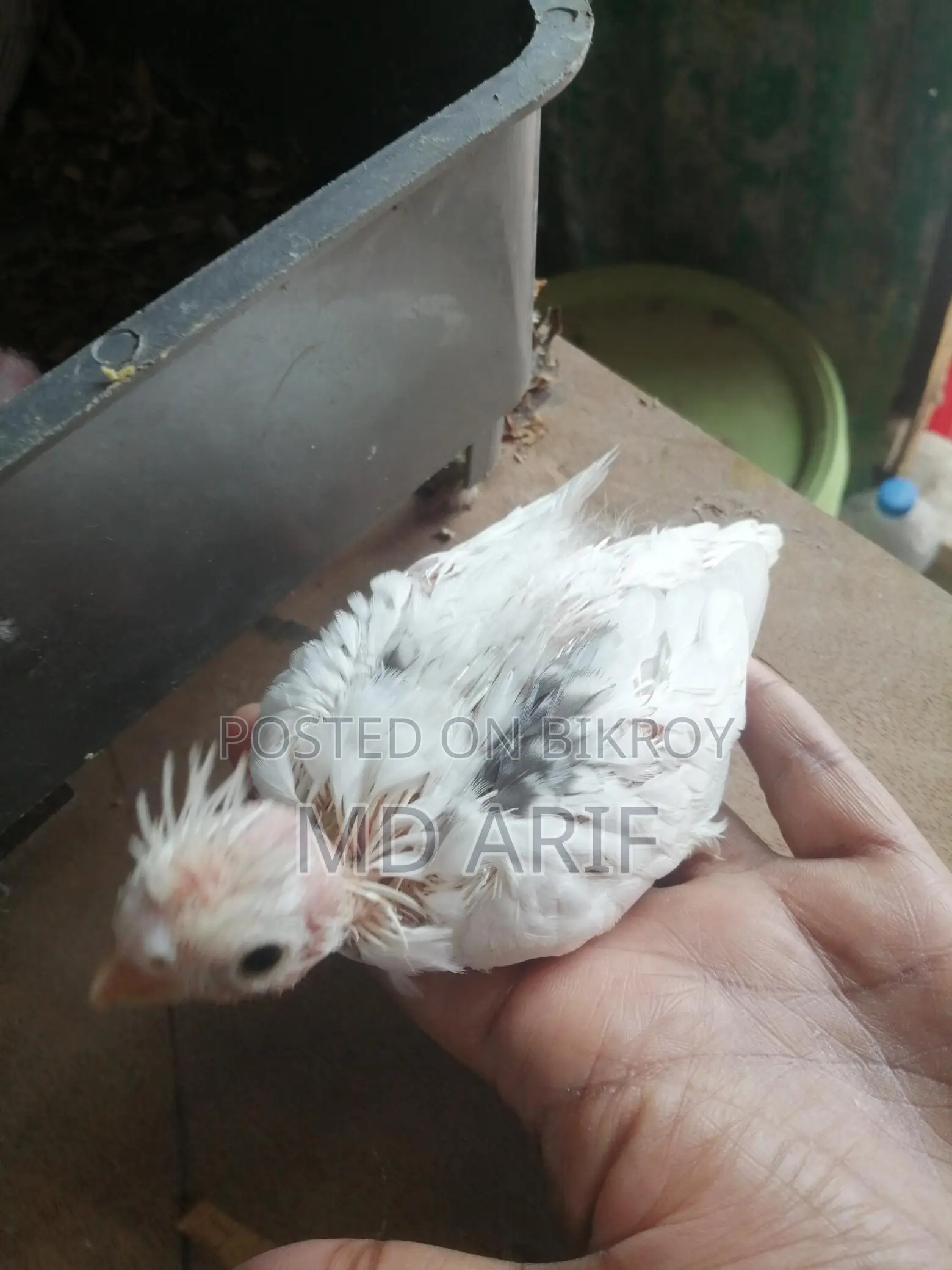 Albino Babies