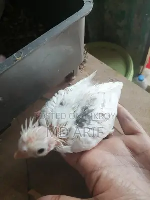 Albino Babies