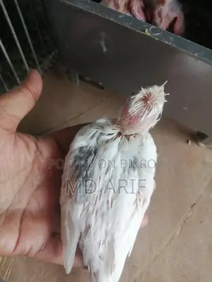 Albino Babies