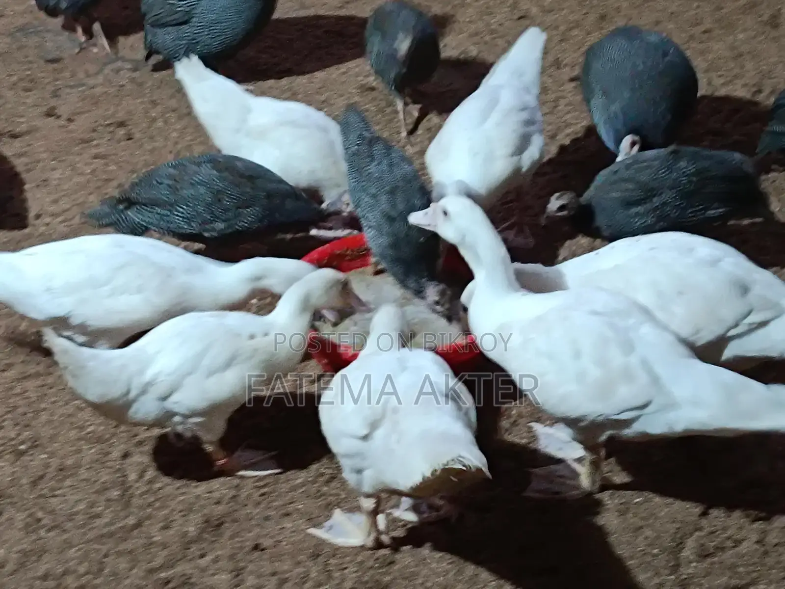 A pair of white China ducklings