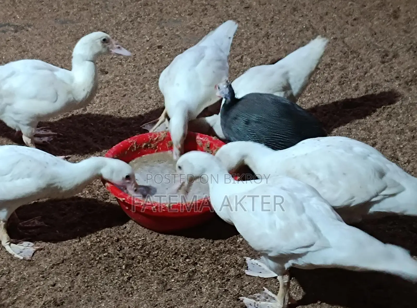 A pair of white China ducklings