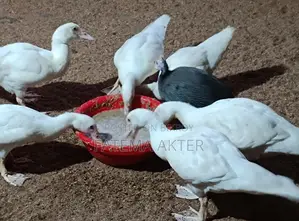 A pair of white China ducklings