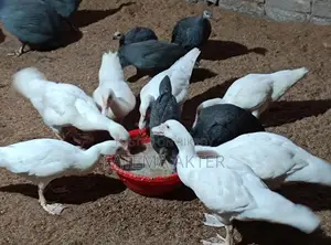 A pair of white China ducklings