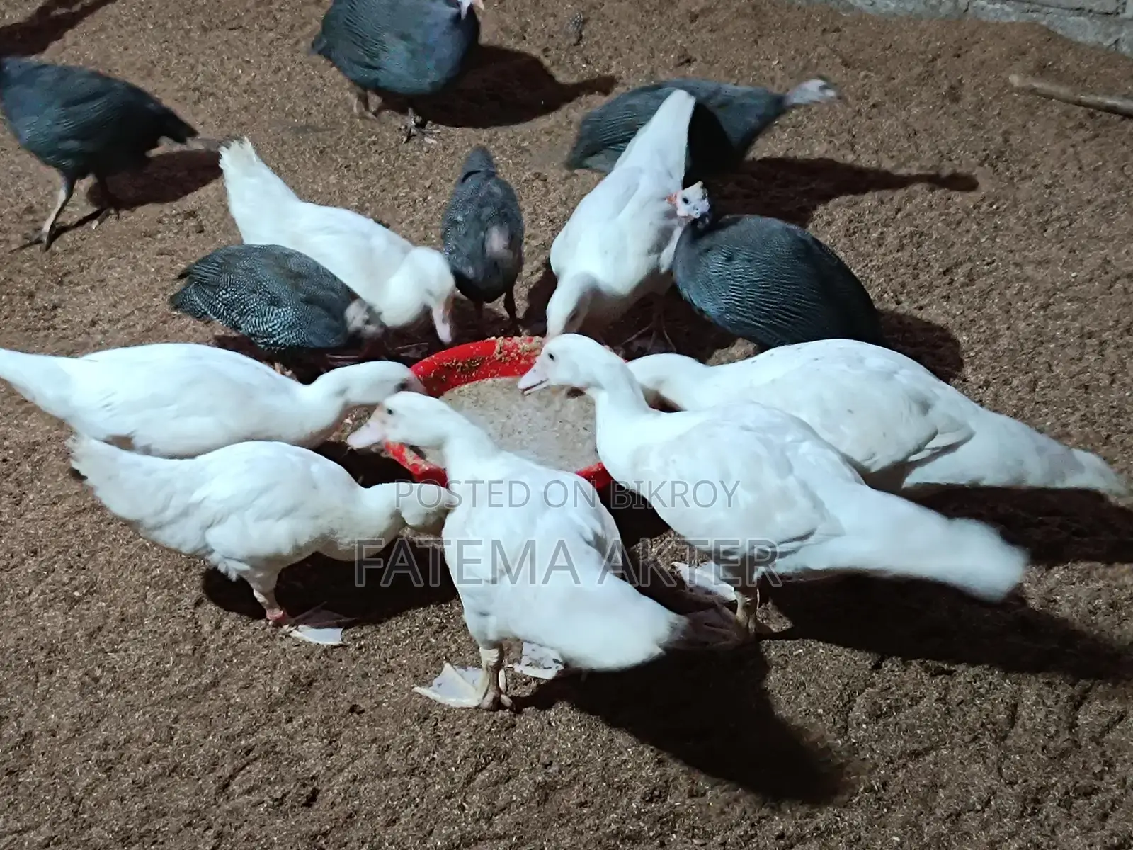 A pair of white China ducklings