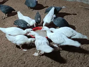 A pair of white China ducklings