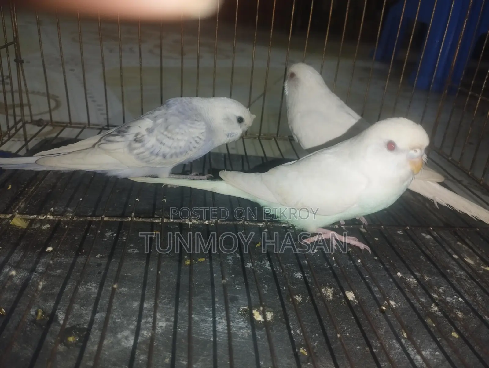 Sale Albino Red Eyes Budgie