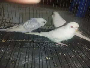 Sale Albino Red Eyes Bagigar