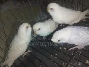 Sale Albino Red Eyes Budgie