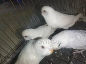 Sale Albino Red Eyes Budgie