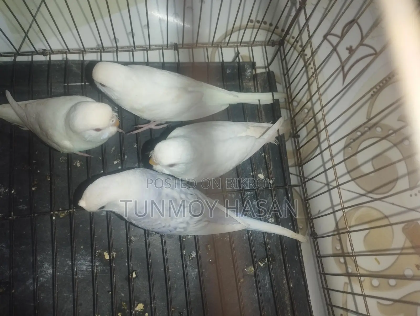 Sale Albino Red Eyes Budgie