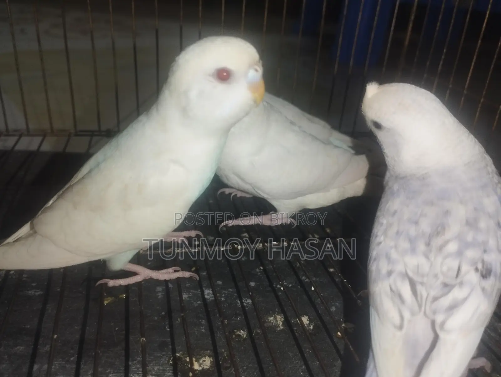 Sale Albino Red Eyes Budgie