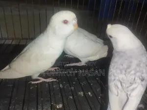 Sale Albino Red Eyes Budgie