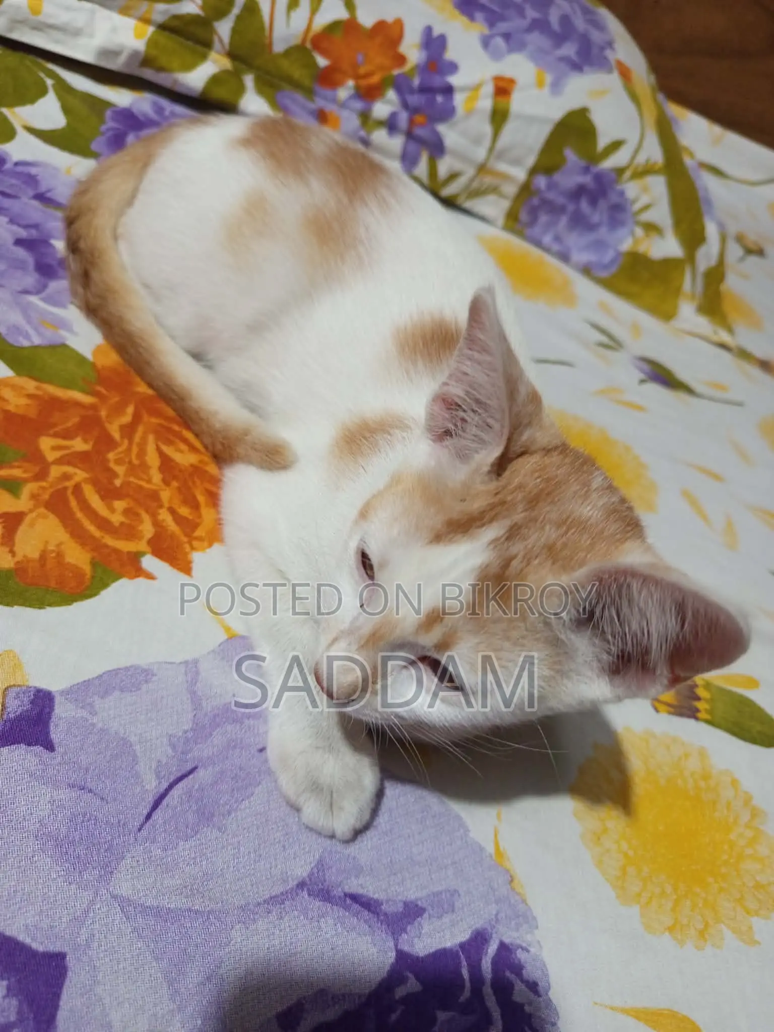 Cat for Adoption