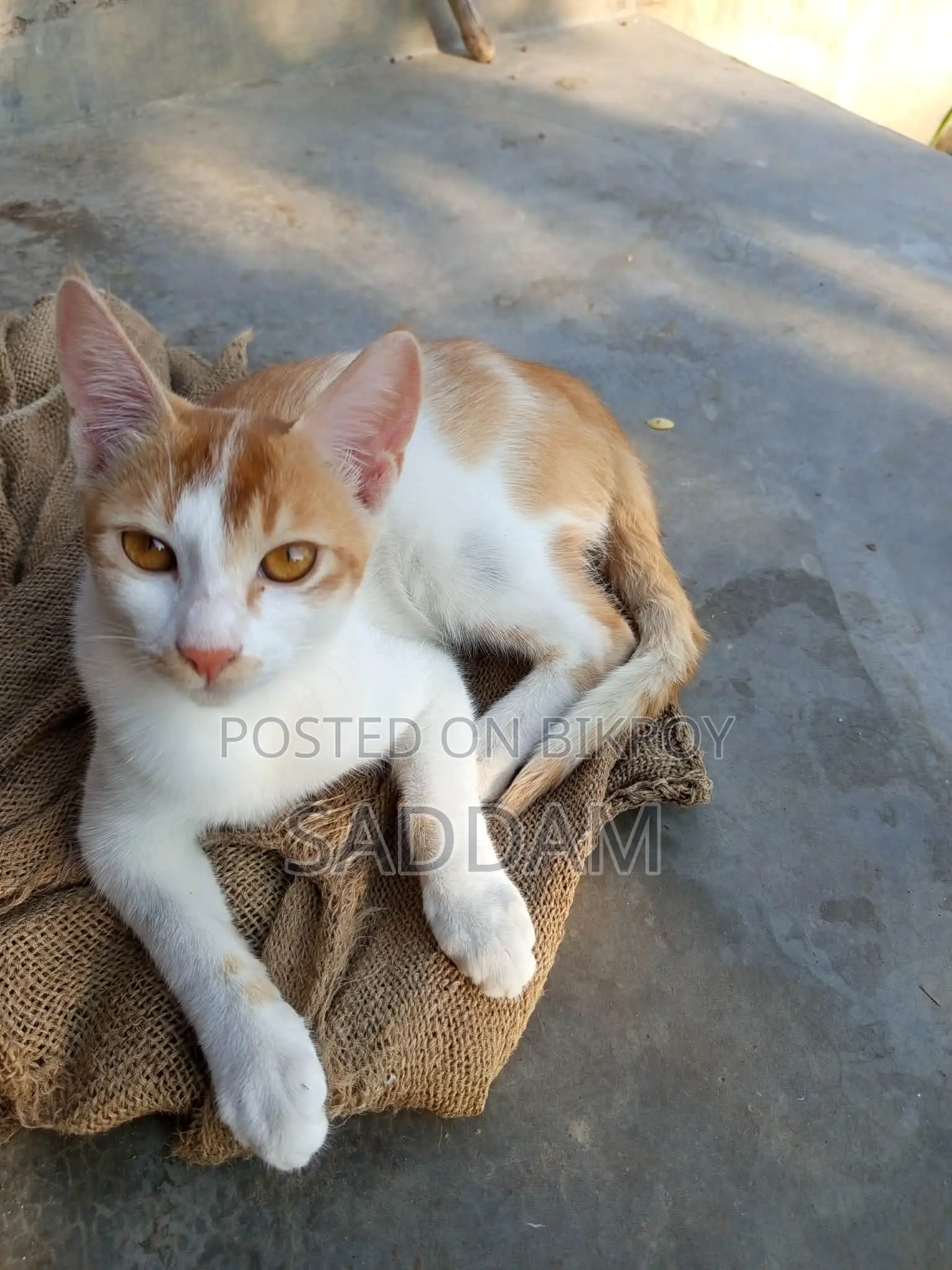 Cat for Adoption