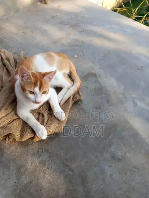 Cat for Adoption