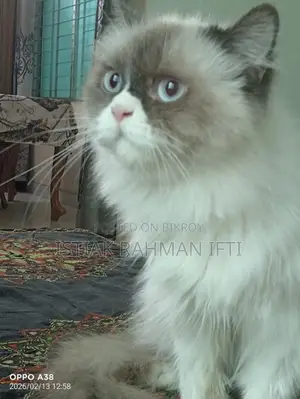 Persian Cat For Sell