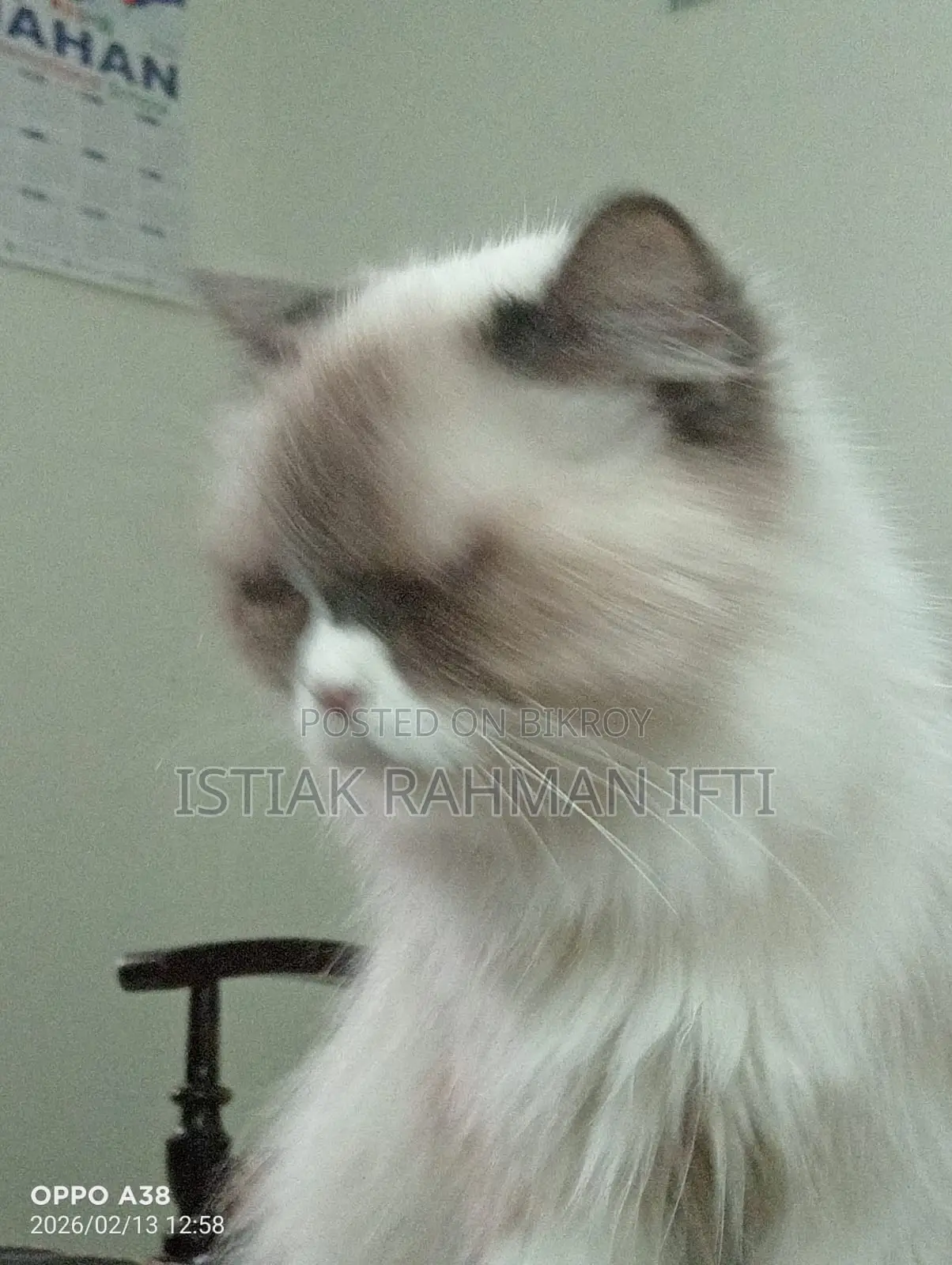 Persian Cat For Sell
