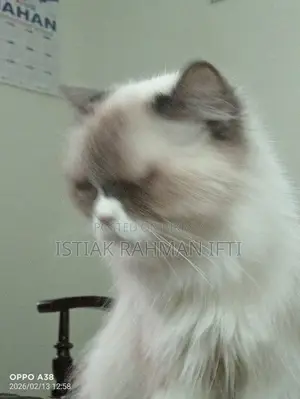 Persian Cat For Sell