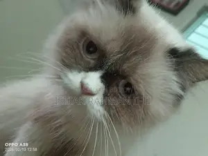 Persian Cat For Sell