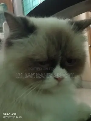 Persian Cat For Sell